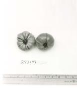 Click for 1 image(s) for this accession. FRUIT